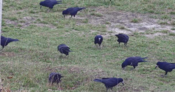 Yiyecek sürüsü Ravens — Stok video