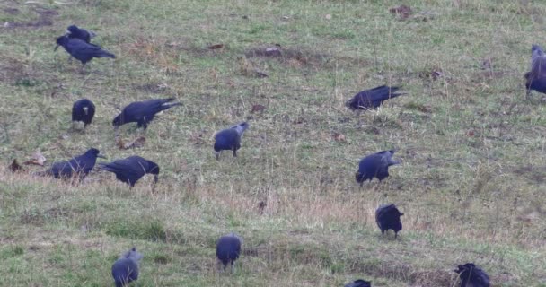 Troupeau de corbeaux à la recherche de nourriture — Video