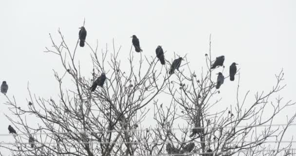 Черные вороны на ветке дерева — стоковое видео