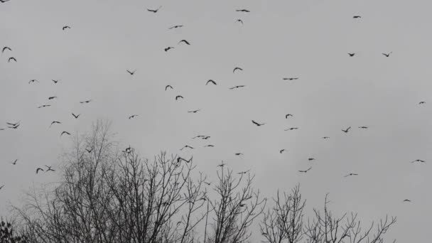 Flock kråkor flyger iväg — Stockvideo