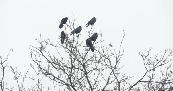 Cuervos negros en la rama del árbol — Vídeos de Stock