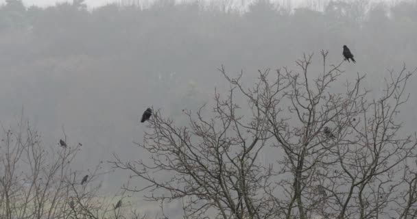 Cuervos negros en la rama del árbol — Vídeos de Stock