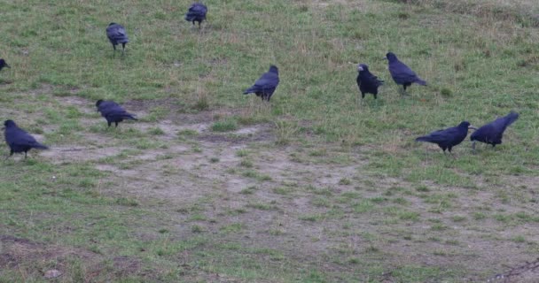 Rebanho de Ravens à procura de comida — Vídeo de Stock