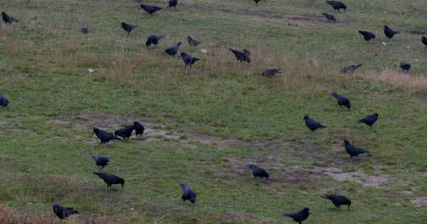 Flock a Ravens keres élelmiszer — Stock videók