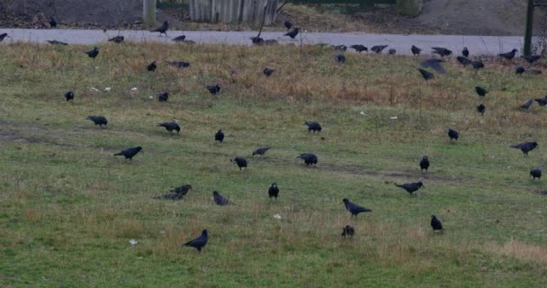 Troupeau de corbeaux à la recherche de nourriture — Video