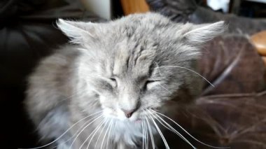 Kedi esneme ağır çekim