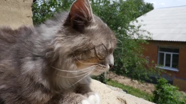 Cat Resting On The Curb Slow Motion — Stock Video