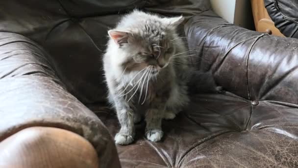 Grey Cat Licking Her Face Slow Motion — Stock Video