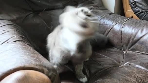 Cat Shaking His Head Slow Motion — Stock Video