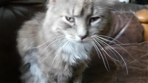 Кошка медленно качает головой — стоковое видео