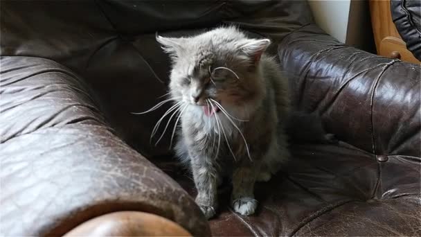 Cat Yawning Slow Motion — Stock Video