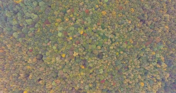 Färgglada träd toppar hösten — Stockvideo
