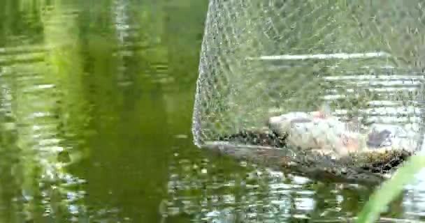 Los peces están en una cornisa — Vídeo de stock