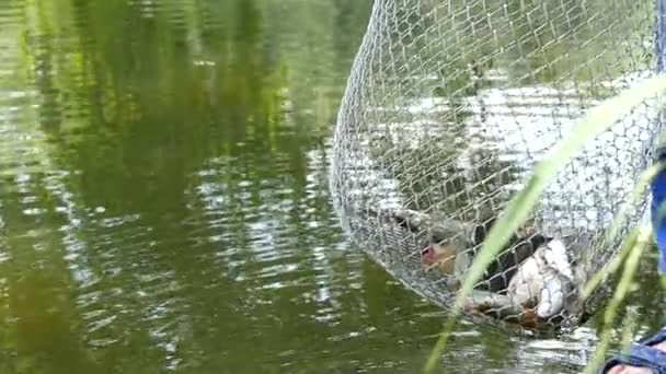 Peixes estão em um movimento lento do corf — Vídeo de Stock