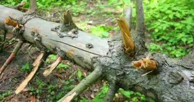 Budak ormandaki yere