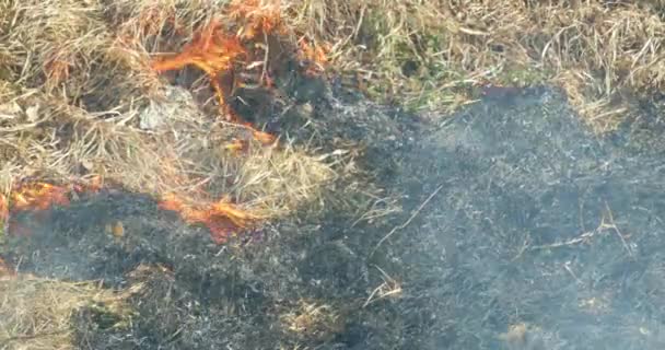 Hierba seca ardiendo en la estepa — Vídeos de Stock