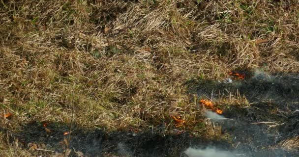 Hierba seca ardiendo en la estepa — Vídeos de Stock