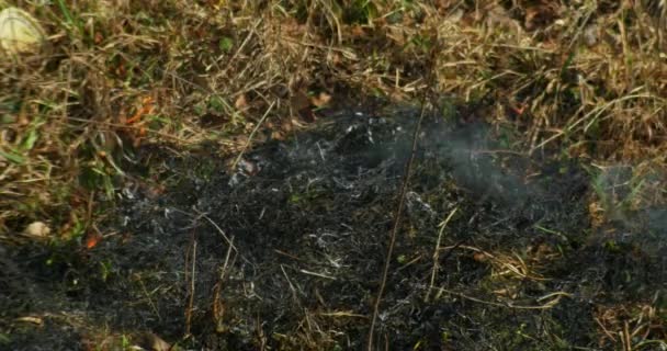 Hierba seca ardiendo en la estepa — Vídeo de stock