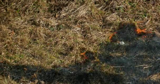 Quema de hierba seca en la estepa Time Lapse — Vídeo de stock