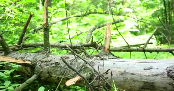 Coller sur le sol dans la forêt — Video