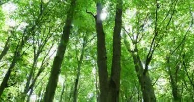 Orman yeşil ağaçların tepesine