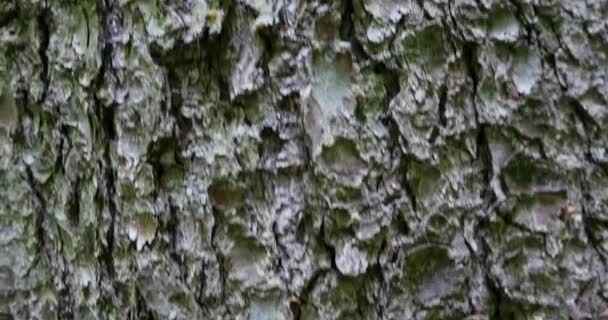 Écorce d'arbre dans la forêt — Video