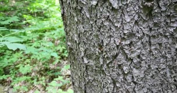 Casca de árvore na floresta — Vídeo de Stock