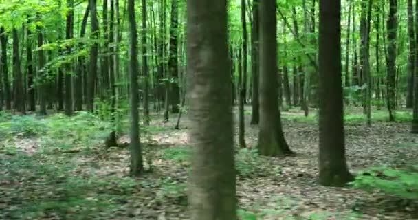 Caminhando na trilha florestal — Vídeo de Stock