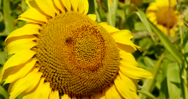 Bee verzamelt stuifmeel in de zonnebloemPszczoła zbiera pyłek w słonecznika — Stockvideo