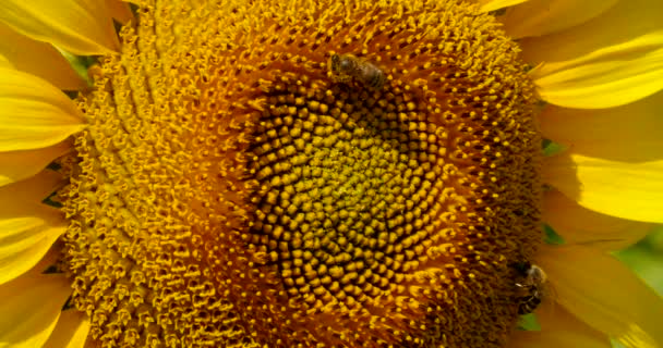 La abeja recoge polen en el girasol — Vídeos de Stock