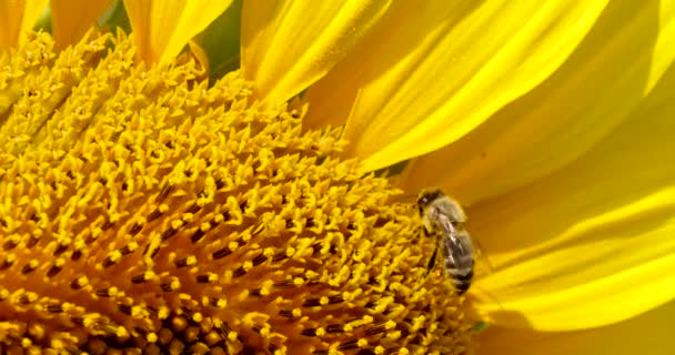 Biet samlar pollen i Solrosen — Stockvideo