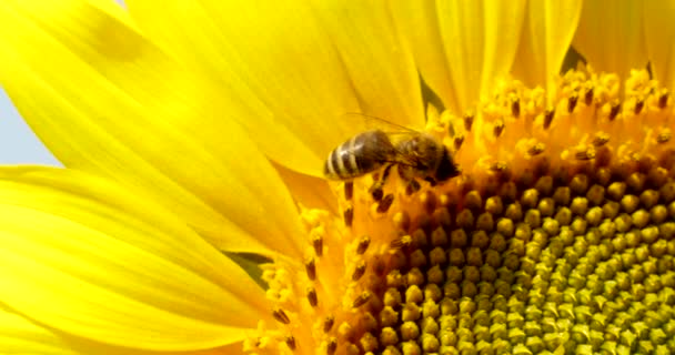 Пчела собирает пыльцу в подсолнечнике — стоковое видео