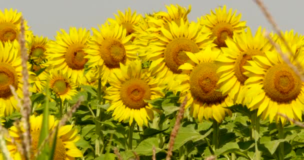 Schöne blühende Feld von Sonnenblumen — Stockvideo