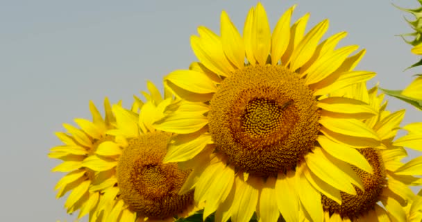 Hermoso campo de flores de girasoles — Vídeo de stock