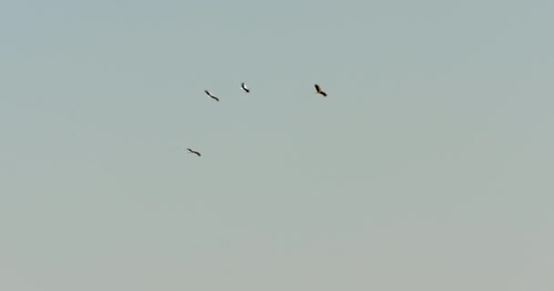 Grupp av flygande storkar i himlen — Stockvideo