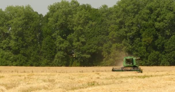 Moderne Mähdrescher ernten Getreide auf dem Feld — Stockvideo