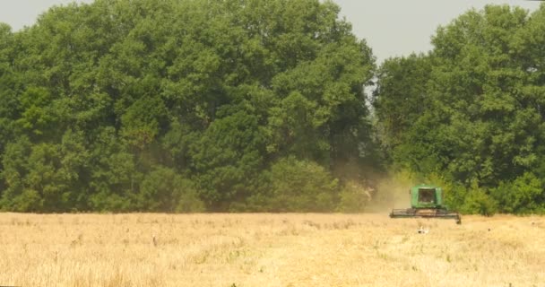 Moderne Mähdrescher ernten Getreide auf dem Feld — Stockvideo