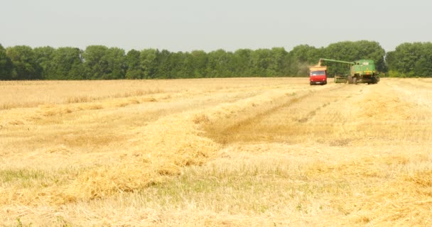 Современное комбайновое зерно в поле — стоковое видео