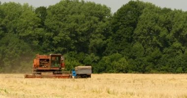 bir alanda çalışan eski Tahıl hasat