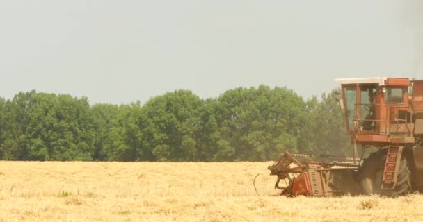 Cosechadora de grano viejo trabajando en un campo — Vídeo de stock