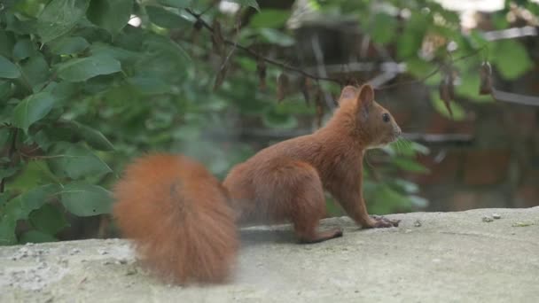 Red Squirrel In Day — Stock Video