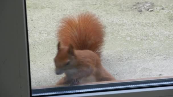 Eichhörnchen blickt aus dem Fenster — Stockvideo