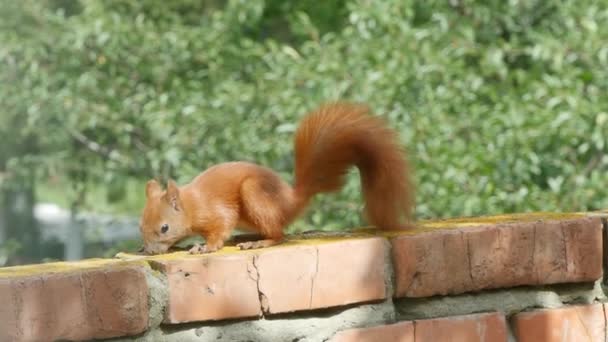 Red Squirrel In Day — Stock Video