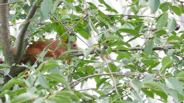 Eichhörnchen sitzt auf einem Ast — Stockvideo