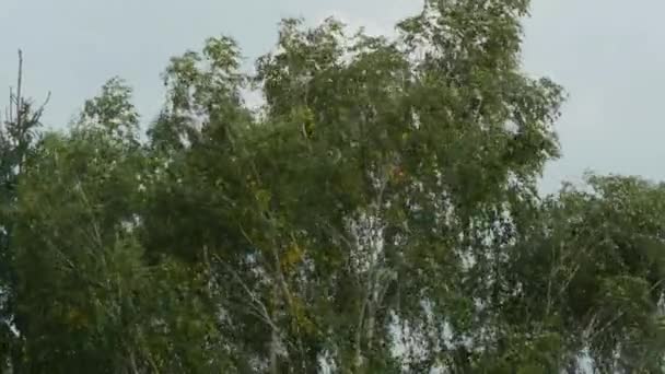 Bäume bei starkem Wind unter Gewitterhimmel — Stockvideo