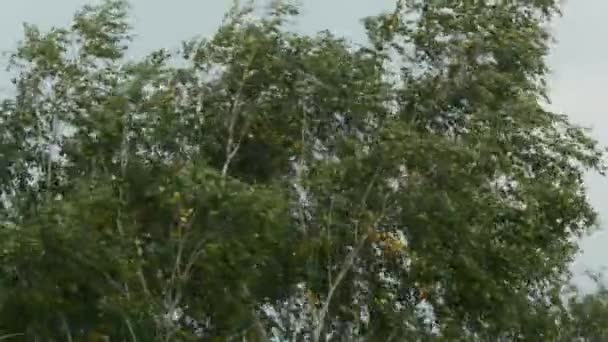 Alberi in forte vento sotto il cielo di tempesta — Video Stock