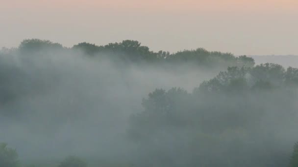 Foresta di montagna nebbiosa — Video Stock