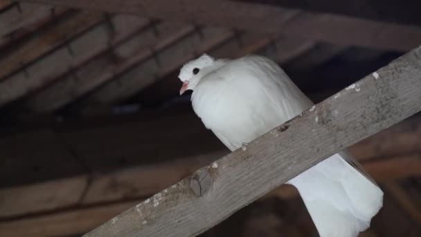Біла голубка під дахом — стокове відео
