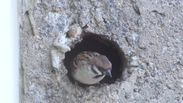 Dětské vrabci v hnízdě — Stock video