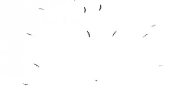 Uçan kuş sürüsü